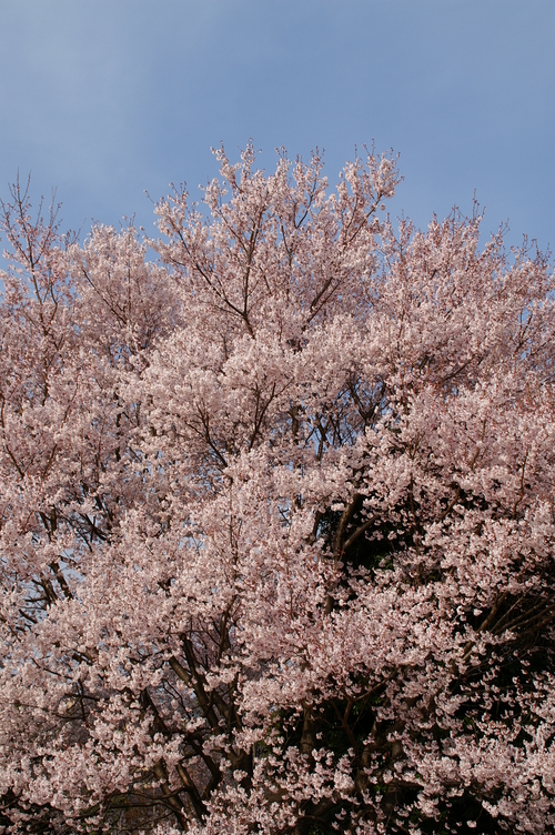 20060326_kokyosakura_001